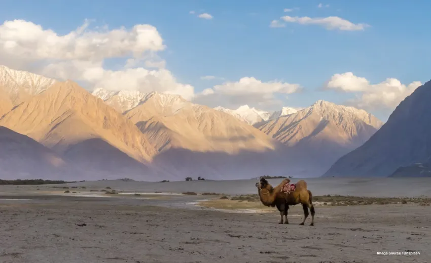 a camel standing on the ground infront of some mountains
