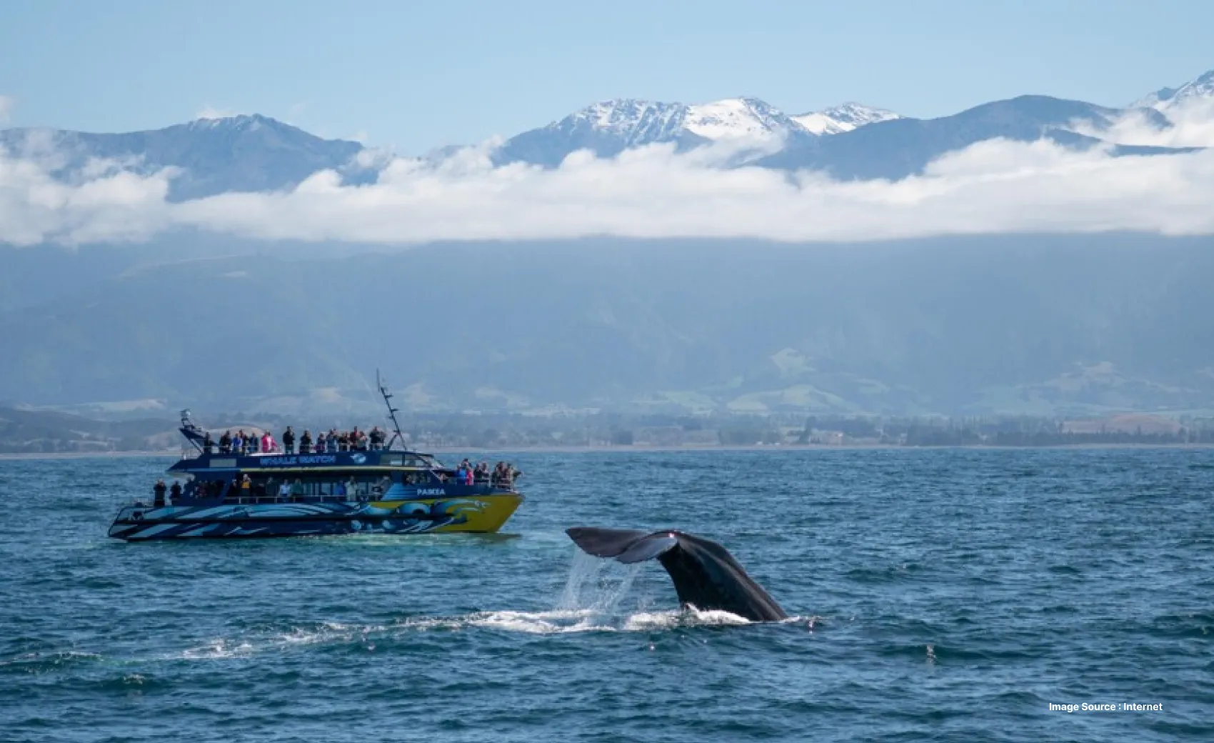 a group of tourists watching whale jump out of water