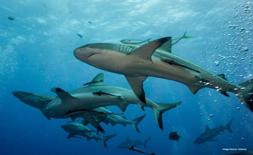 sharks swimming underwater with other fish