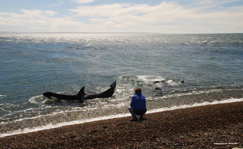 a whale coming up to the shore on Patagonian coast during the day