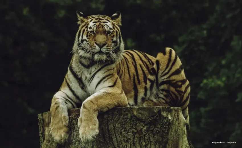royal bengal tiger resting on a cliff
