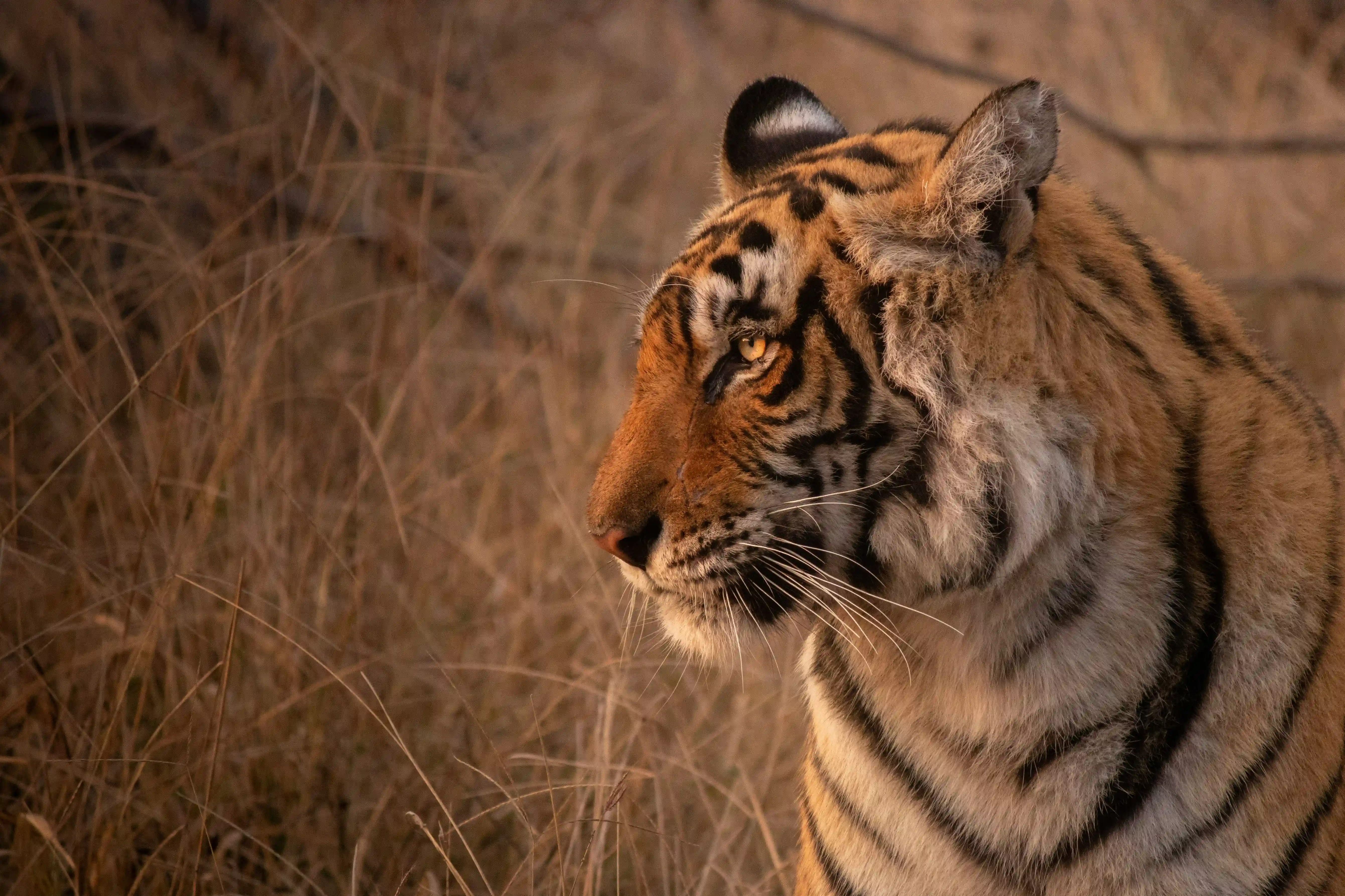close up of a royal bengal tiger's head turned to its side surrounded by dry grasses