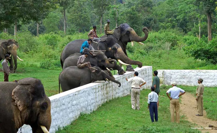 a group of mahouts training elephants as they sit on their backs