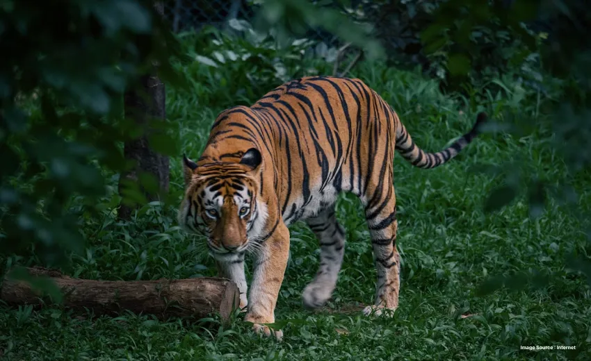The royal bengal tiger perched in a forest