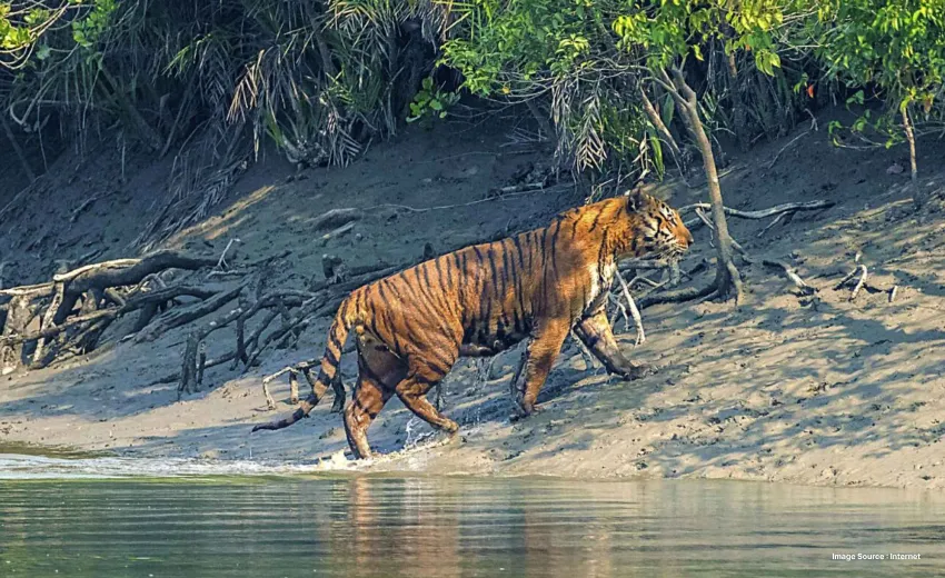The royal bengal tiger walking and climbing a hill