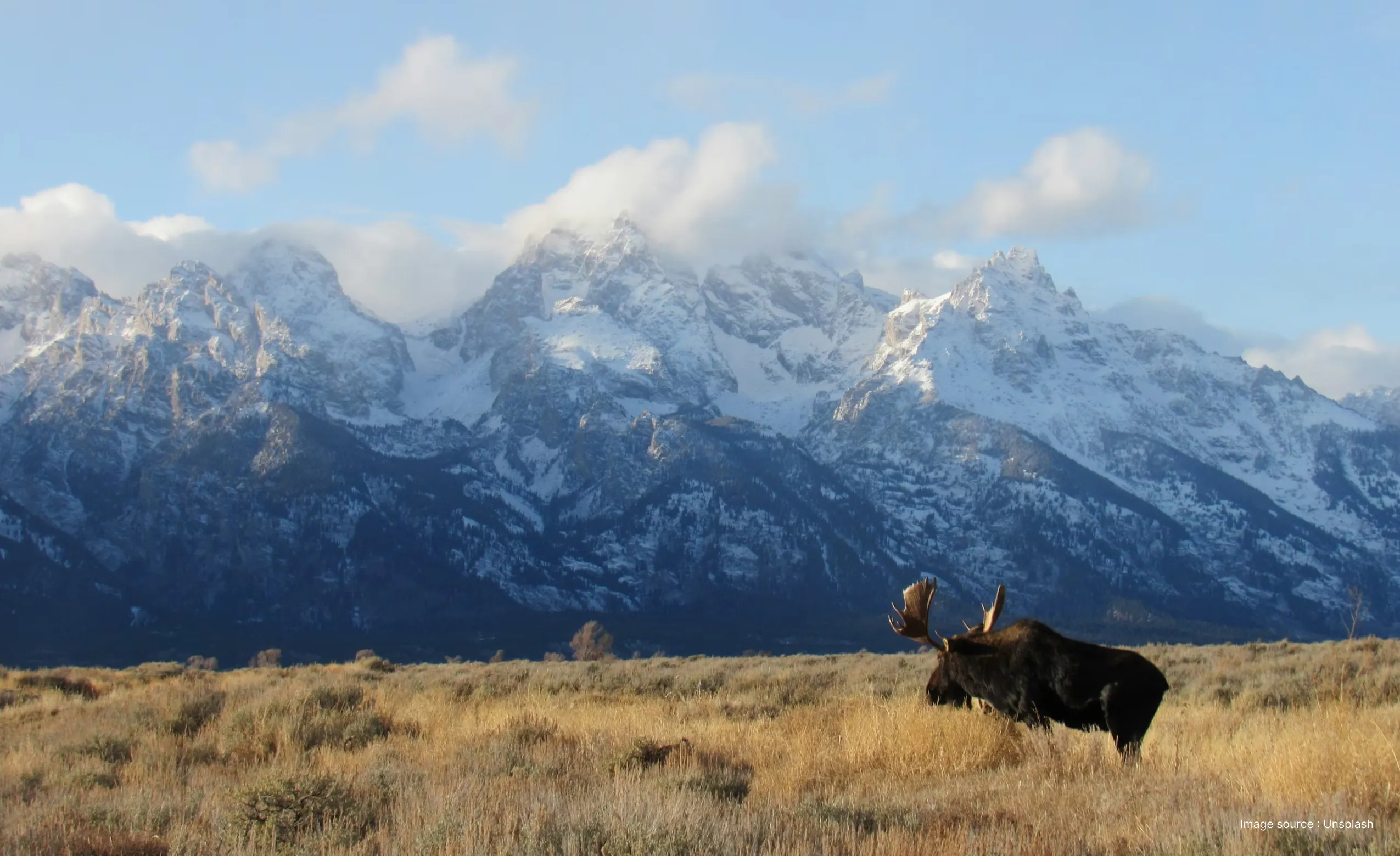an image of a moose grazing the fieds with the tetons mountain range in background on a sunny day