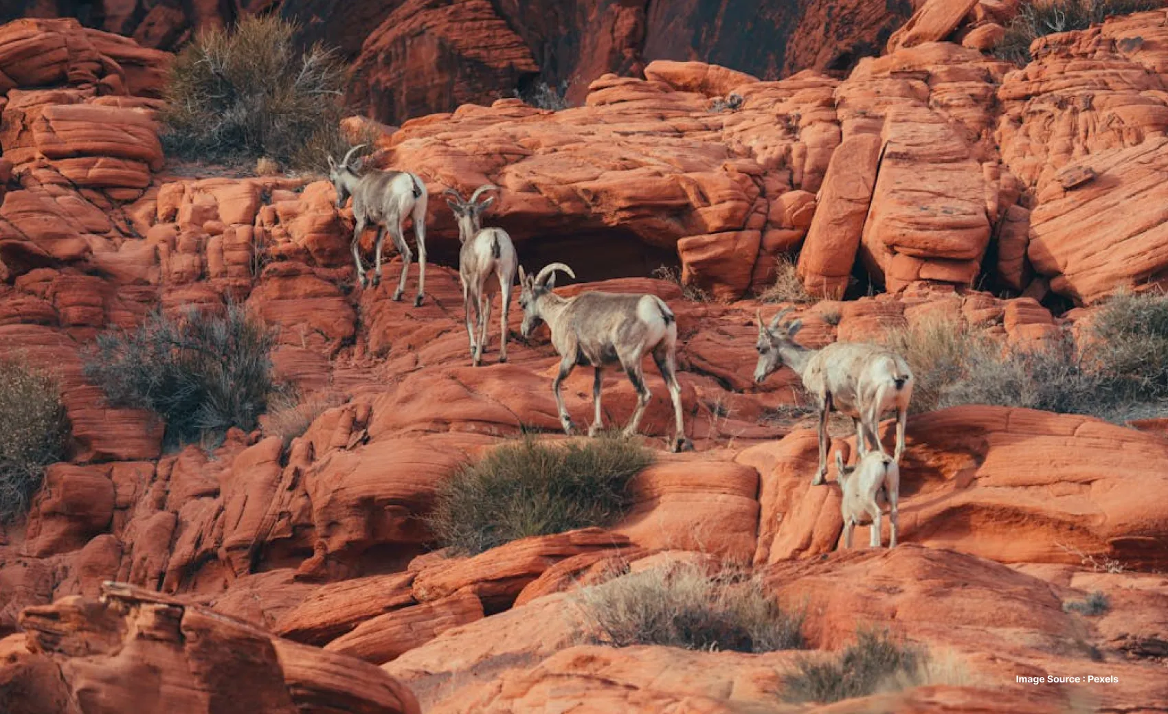 a herd of brown mountain goats climb up the rocky terrain of red cliffs in valley of fire