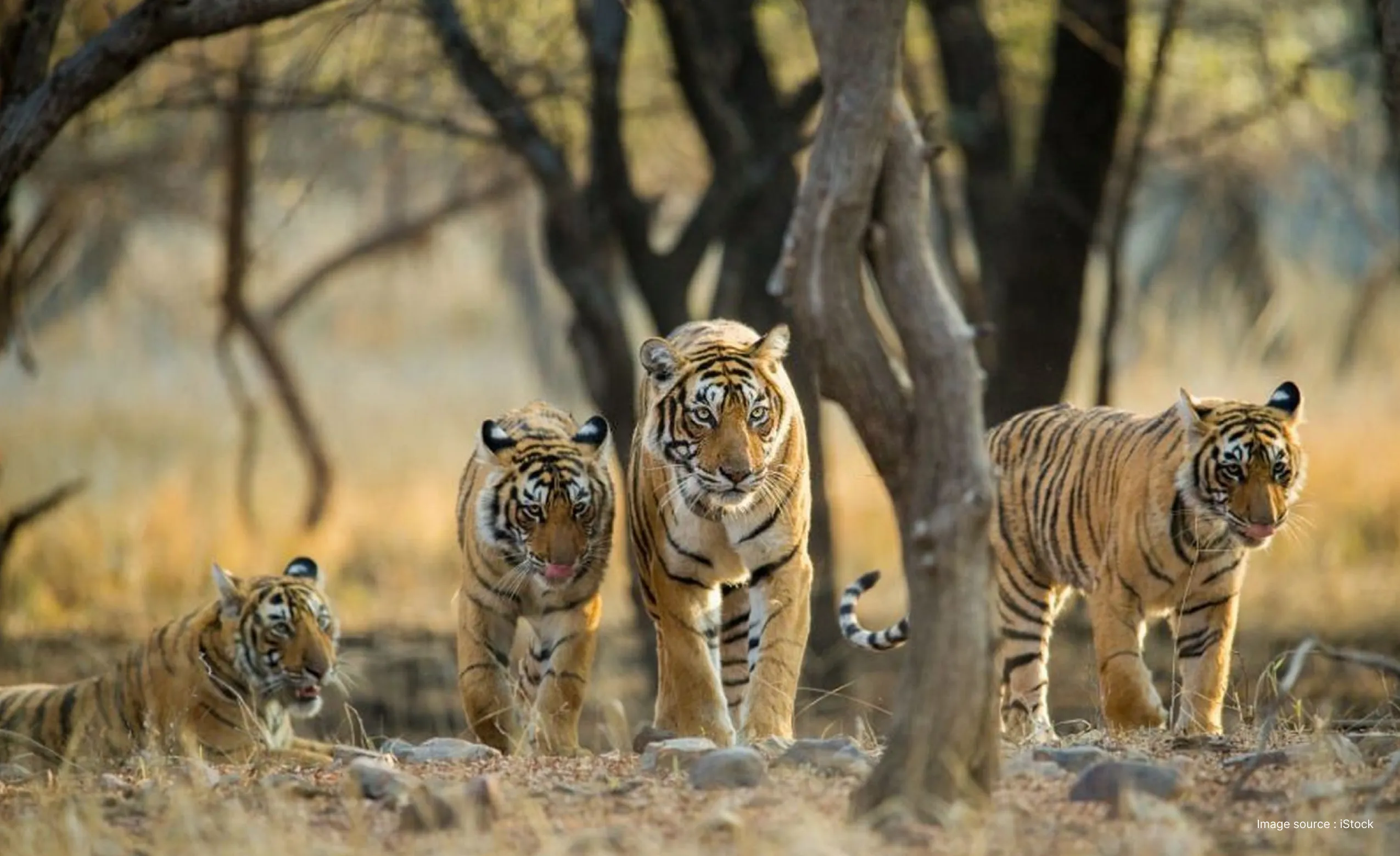 a pack of tigers walking forward in the rugged landscapes of the ranthambore national park