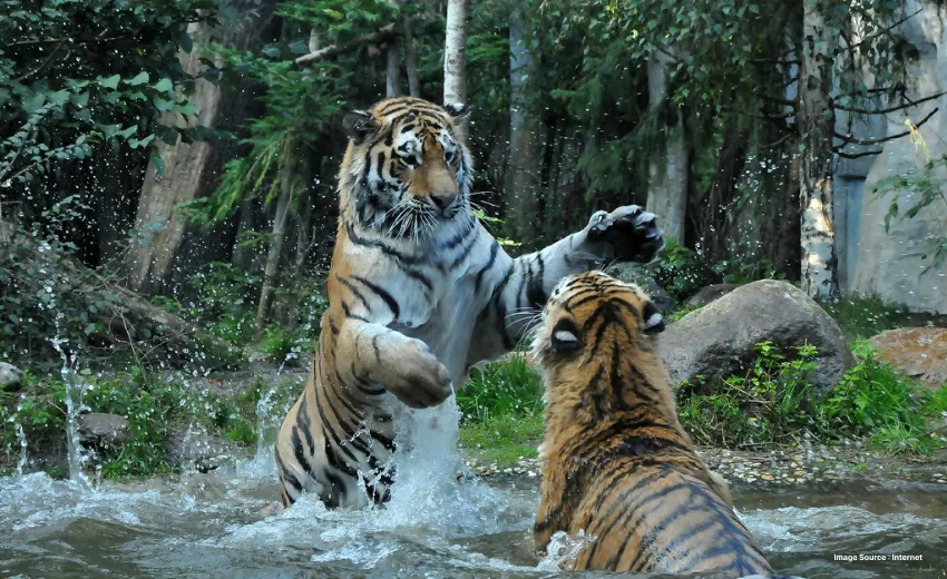 The royal bengal tiger playing with another tiger