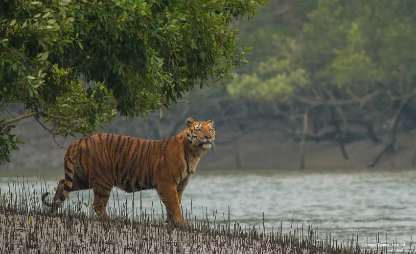 the royal bengal tiger looking out and about