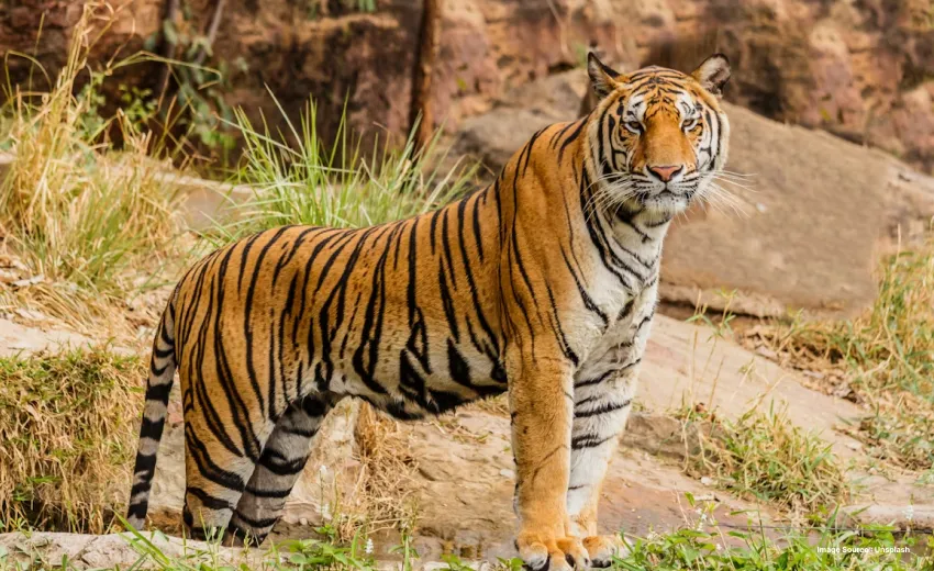 a royal bengal tiger looking ahead as it stands on rugged rocks