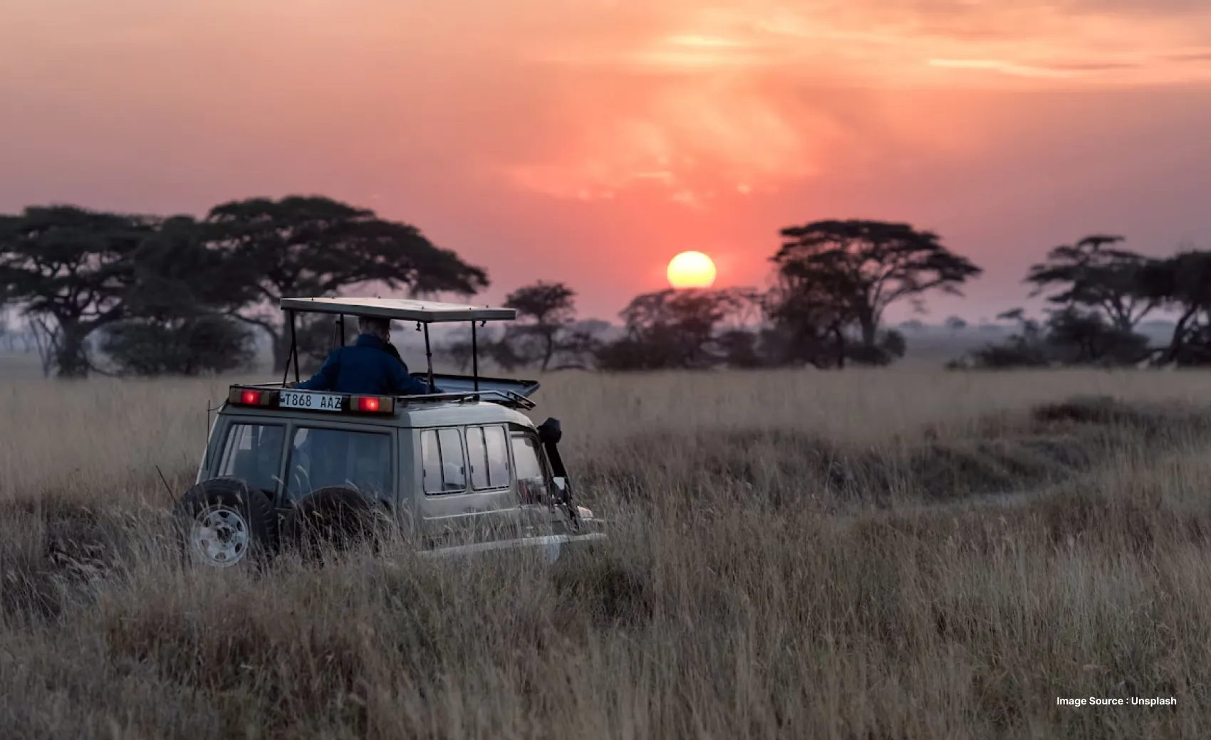 a tourist looks ahead out of the roof of a safari jeep within tall grass during sunset