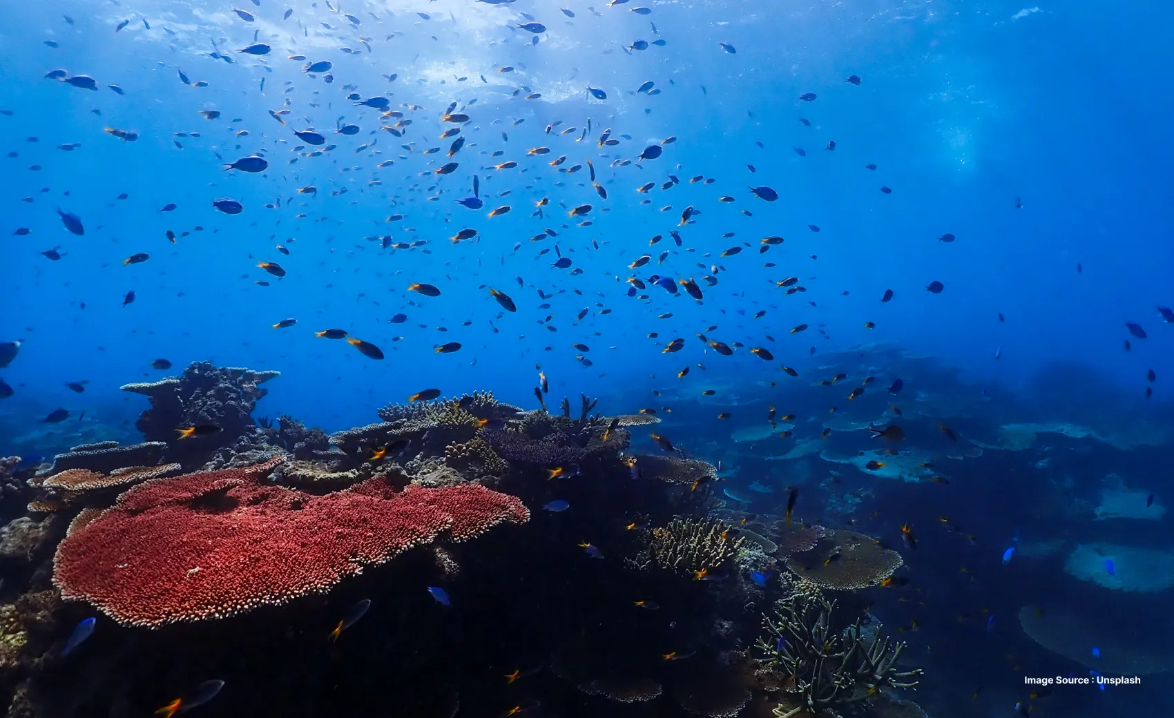 colorful coral reefs underwater view with a school of fishes passing by