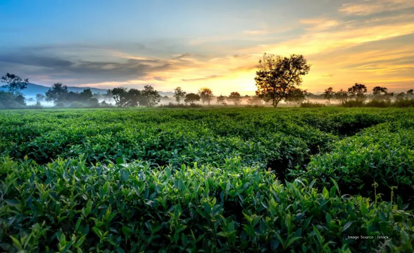 A lush green spice plantation in Thekkady, Kerala, with sunrise in the background, highlighting the natural beauty of travel destinations in Kerala.