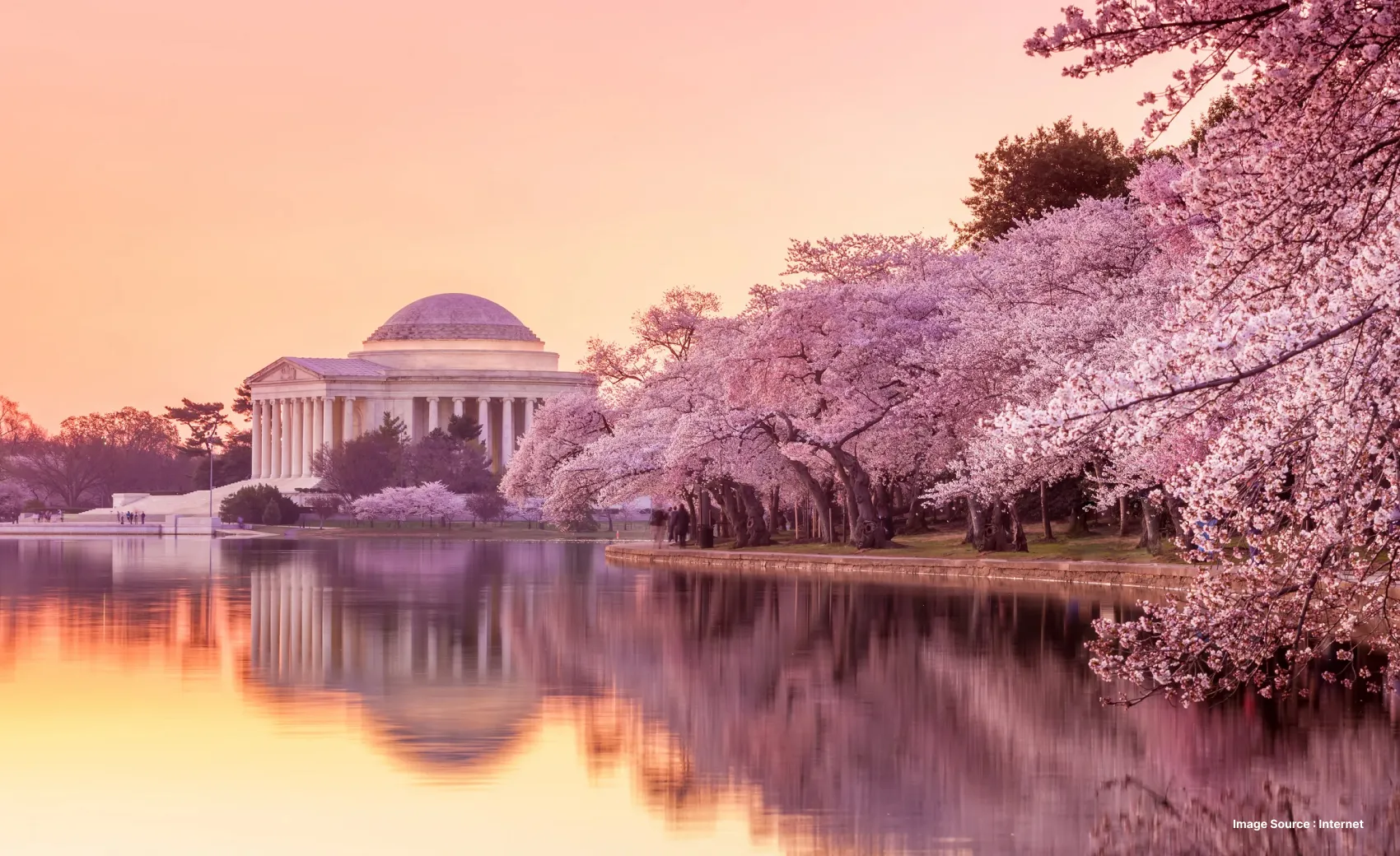 sunset view of thomas jefferson memorial and tidal basin during cherry blossom