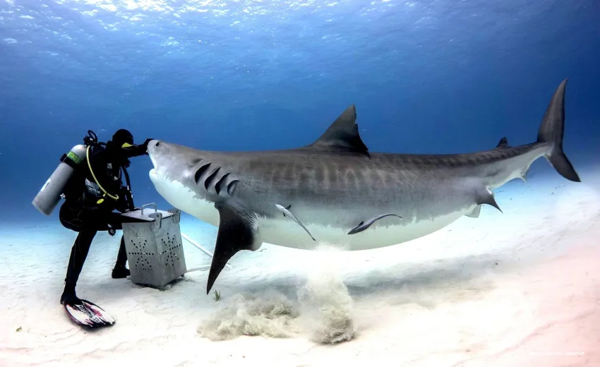 a scuba diver interacting with a shark underwater on the seabed