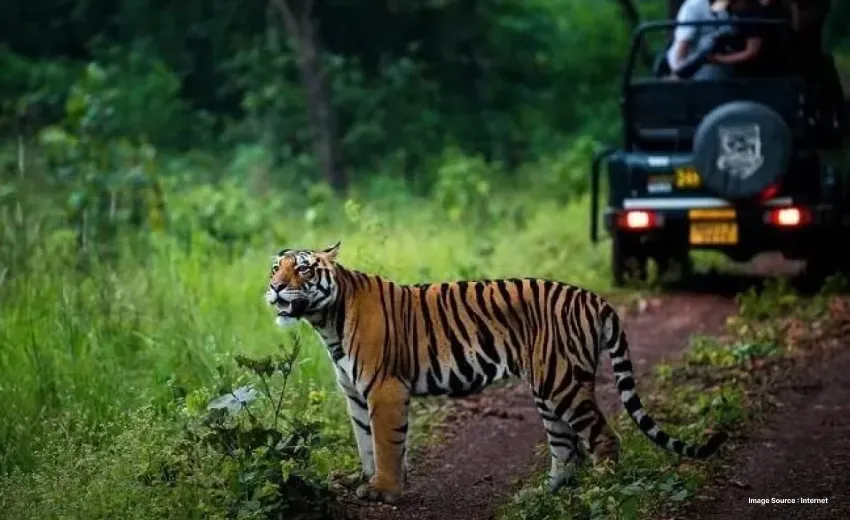 the royal bengal tiger standing in front of a jeep