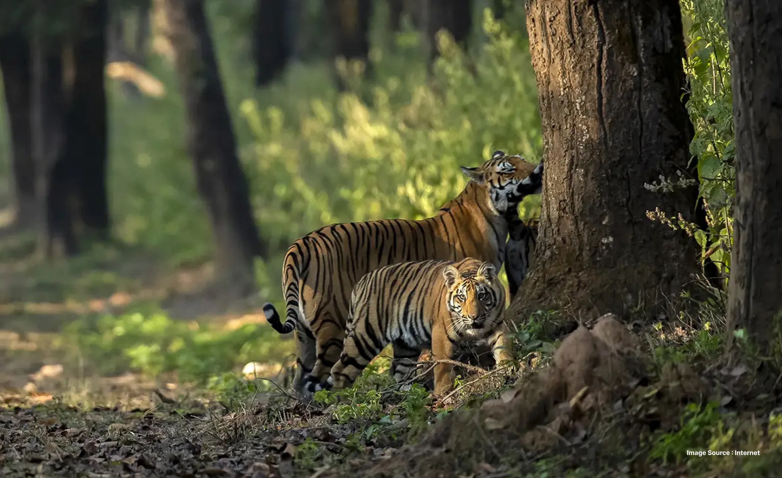 Tiger Safari in India
