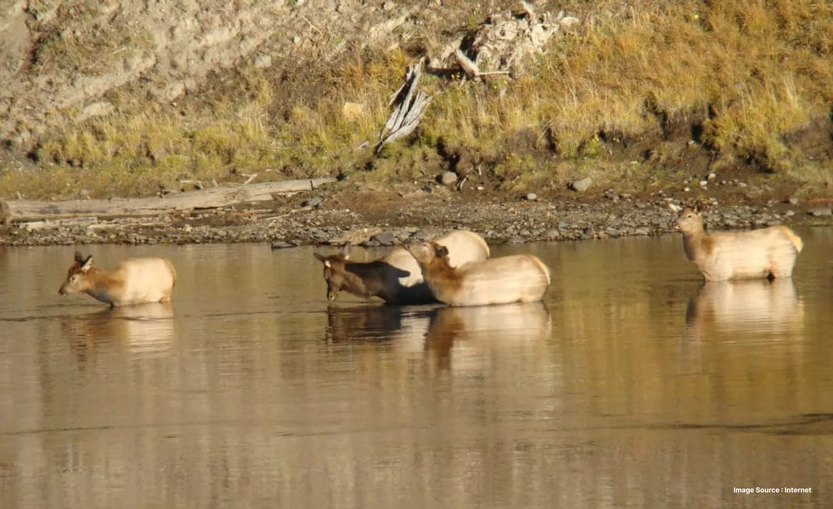 a herd of moose in the water in spread creek area