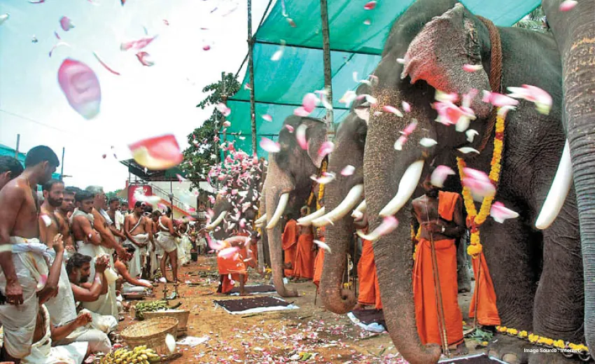 elephants lined up for worship by priests as they shower flower petals on them