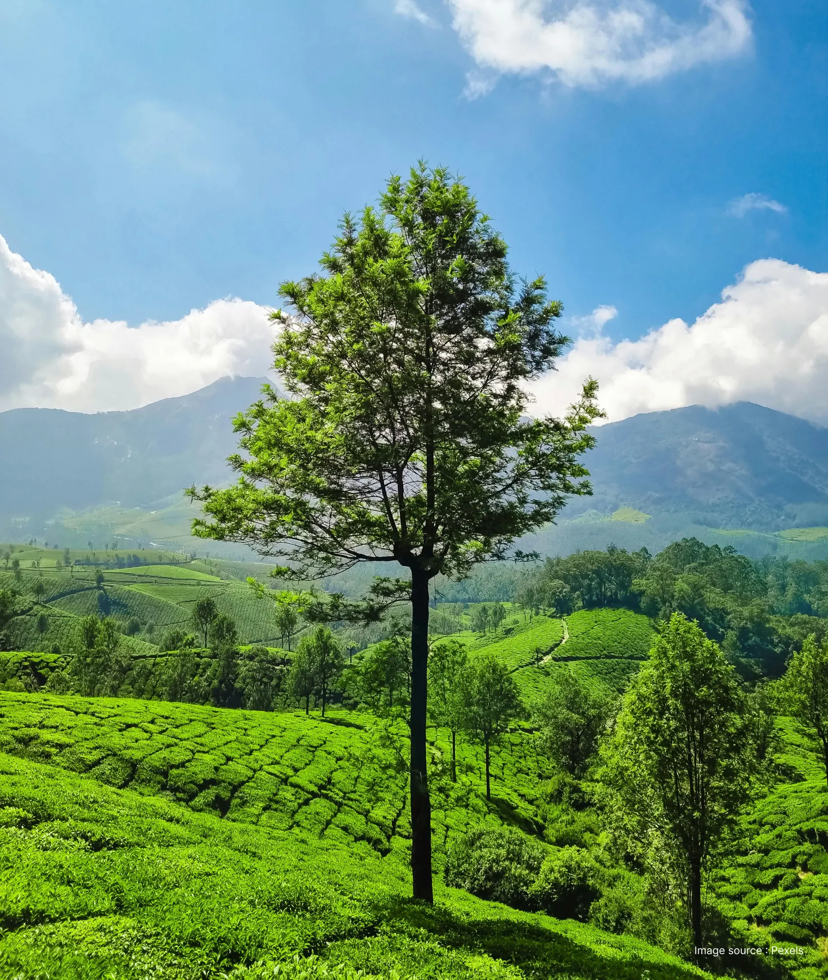 a tall tree with many branches on a tea estate in munnar