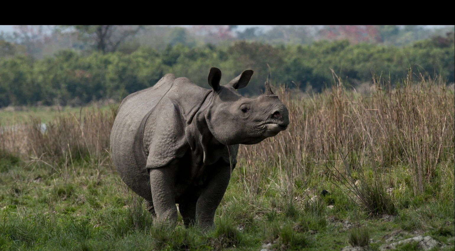 Rhino Kaziranga Tour