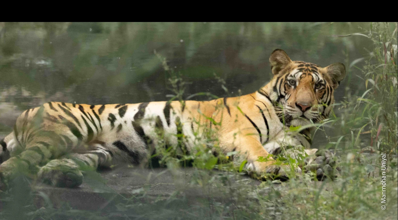 South India Tiger Safari