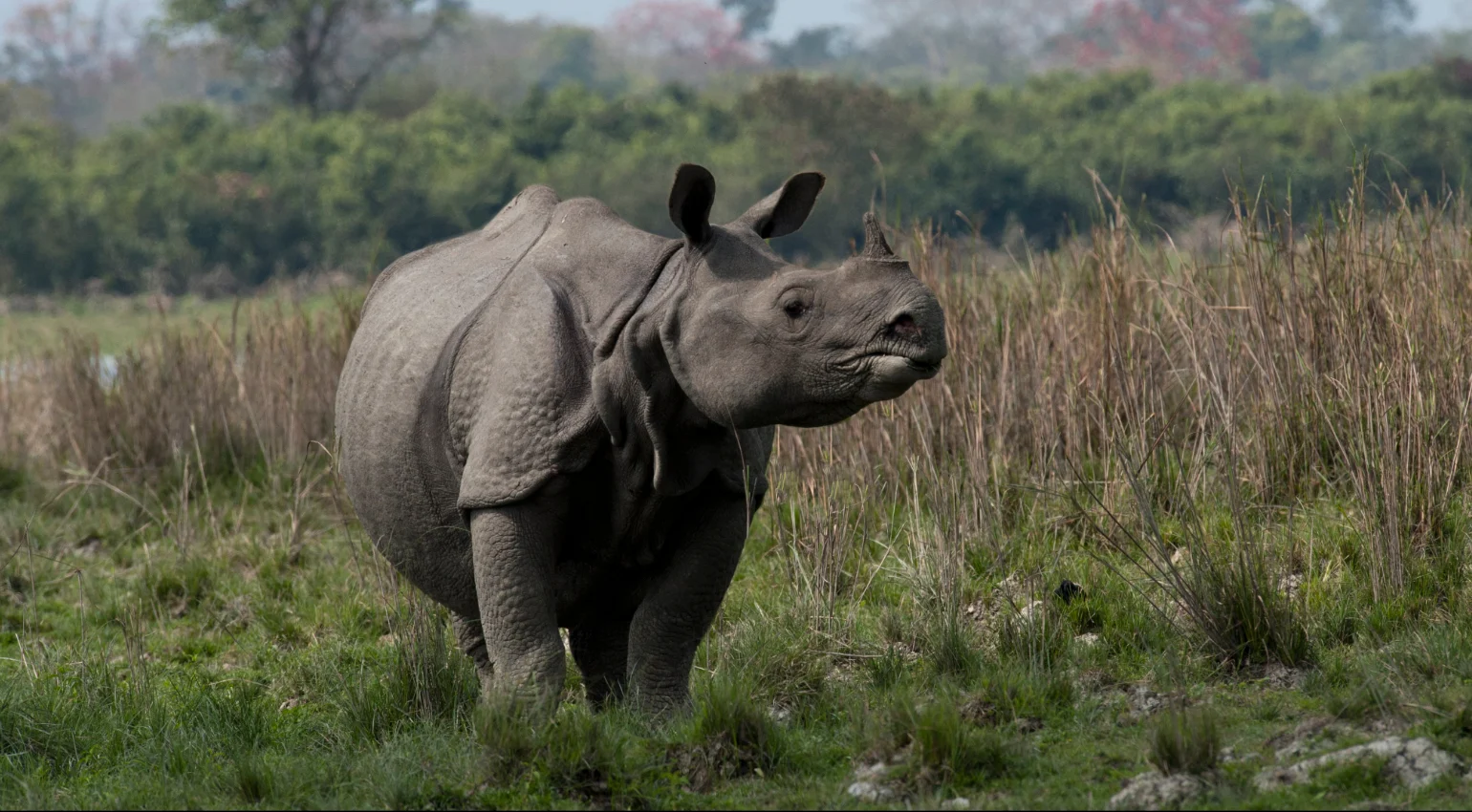 Rhino Kaziranga Tour