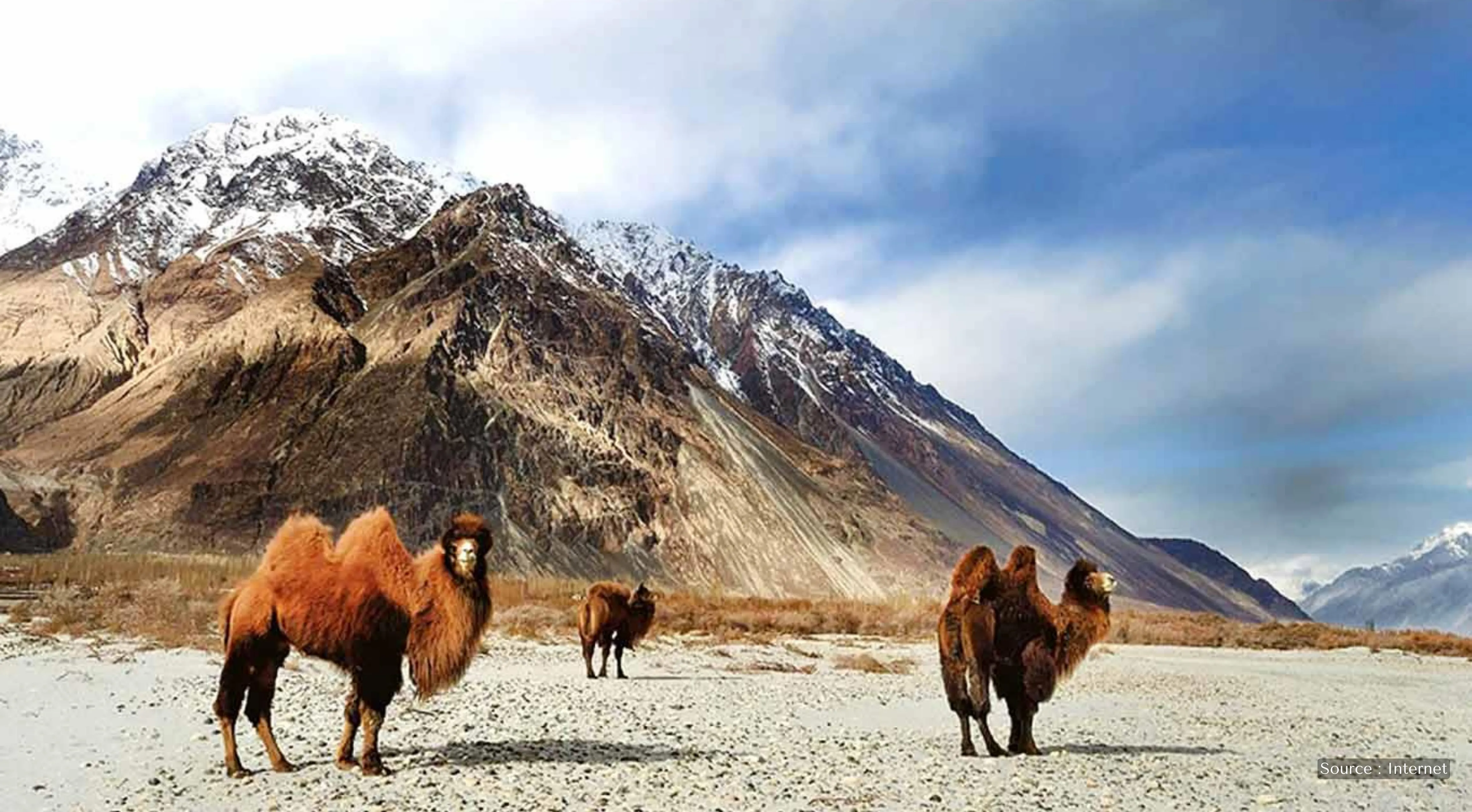 Double-humped Bactrian camels standing in the cold desert landscape of Hemis National Park, Ladakh, with snow-capped Himalayan mountains and a clear blue sky in the background.