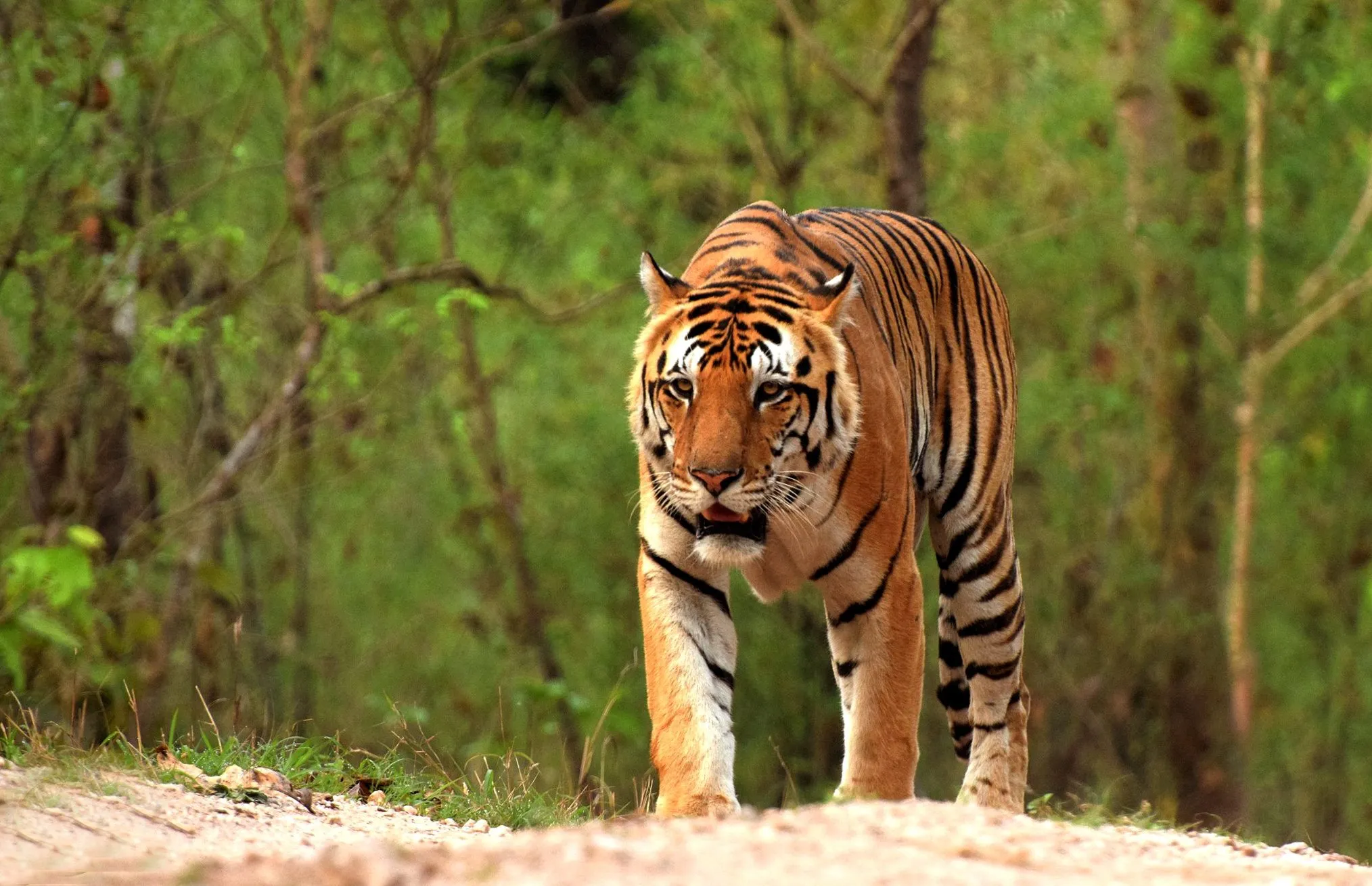 a royal bengal tiger walks ahead in a jungle