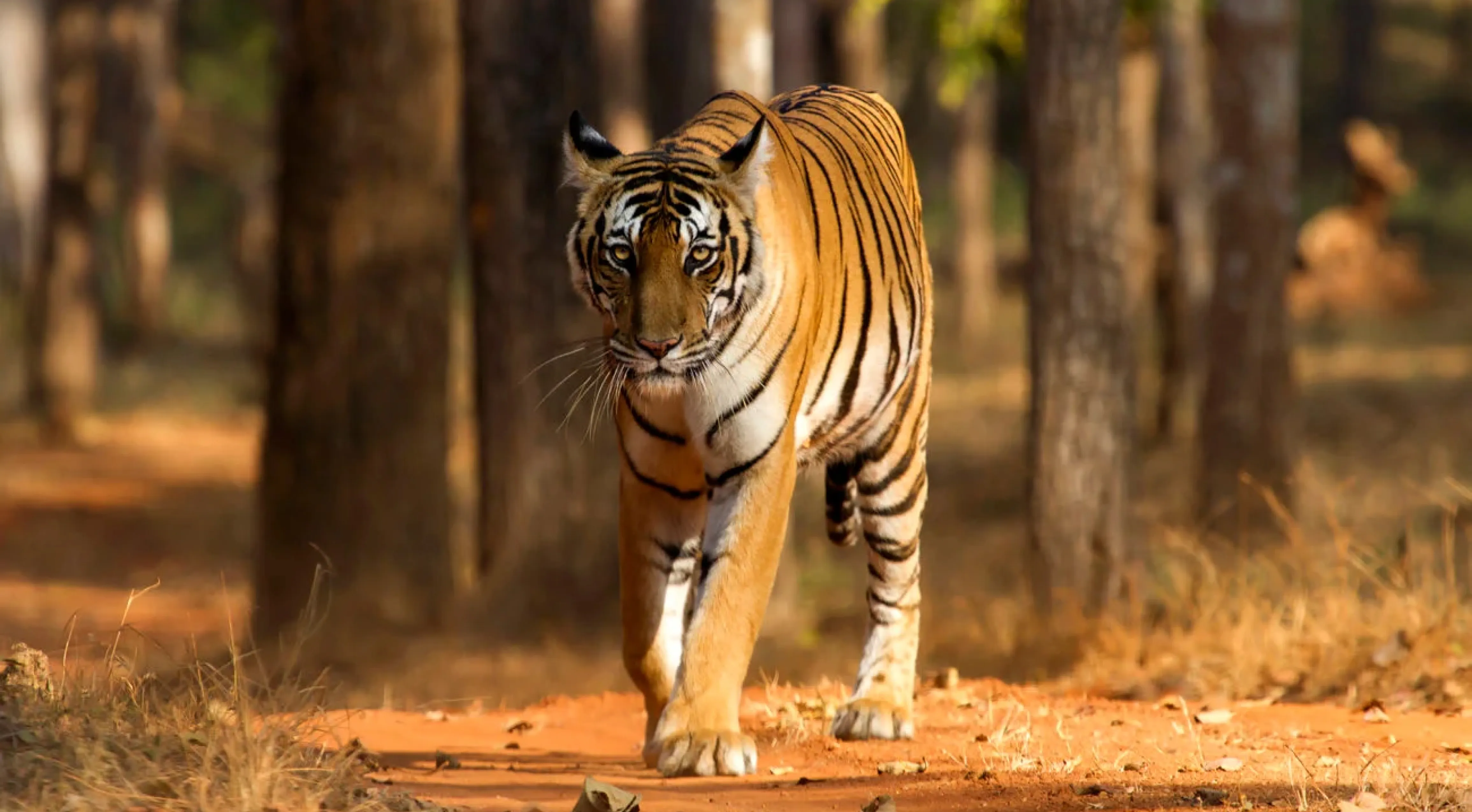 Central-India-Tiger-Safari