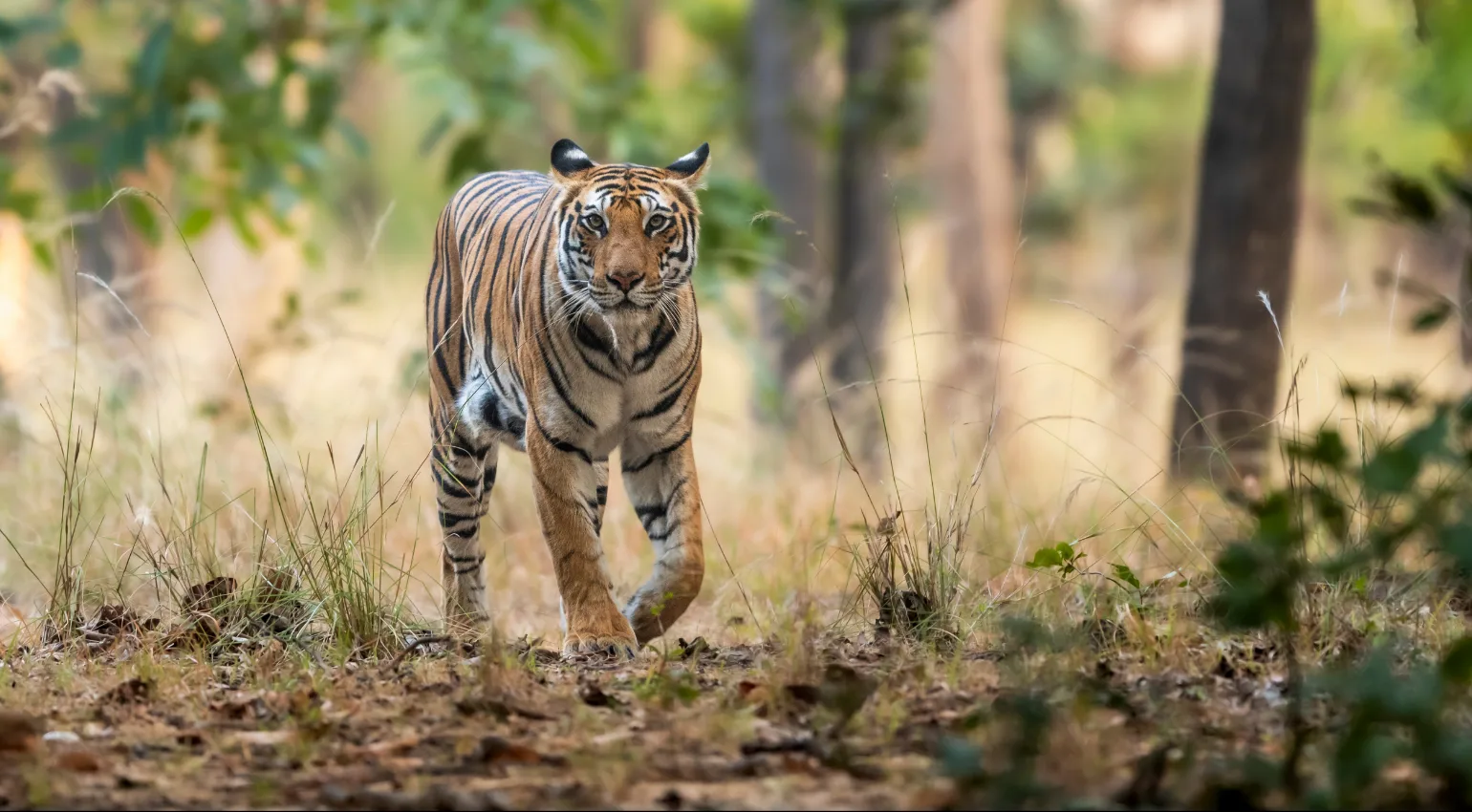 Central India Tiger Safari