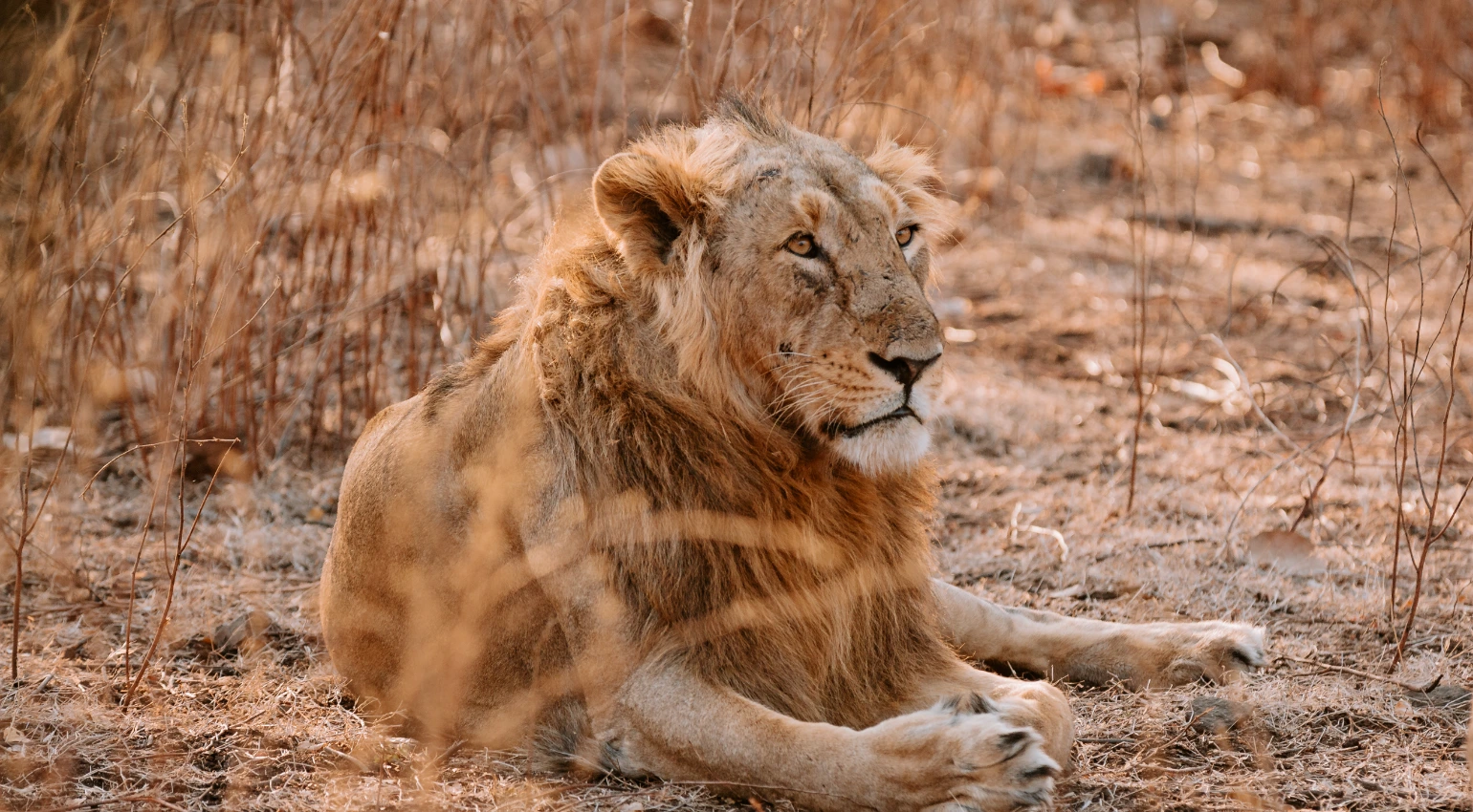 Lion Safari