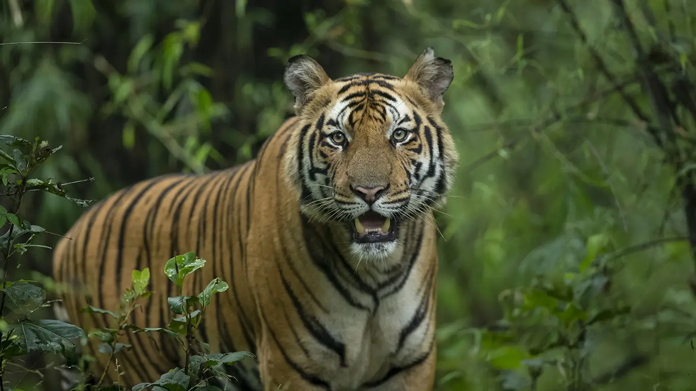 close up of a royal bengal tiger looking ahead roaring in middle of green shrubs