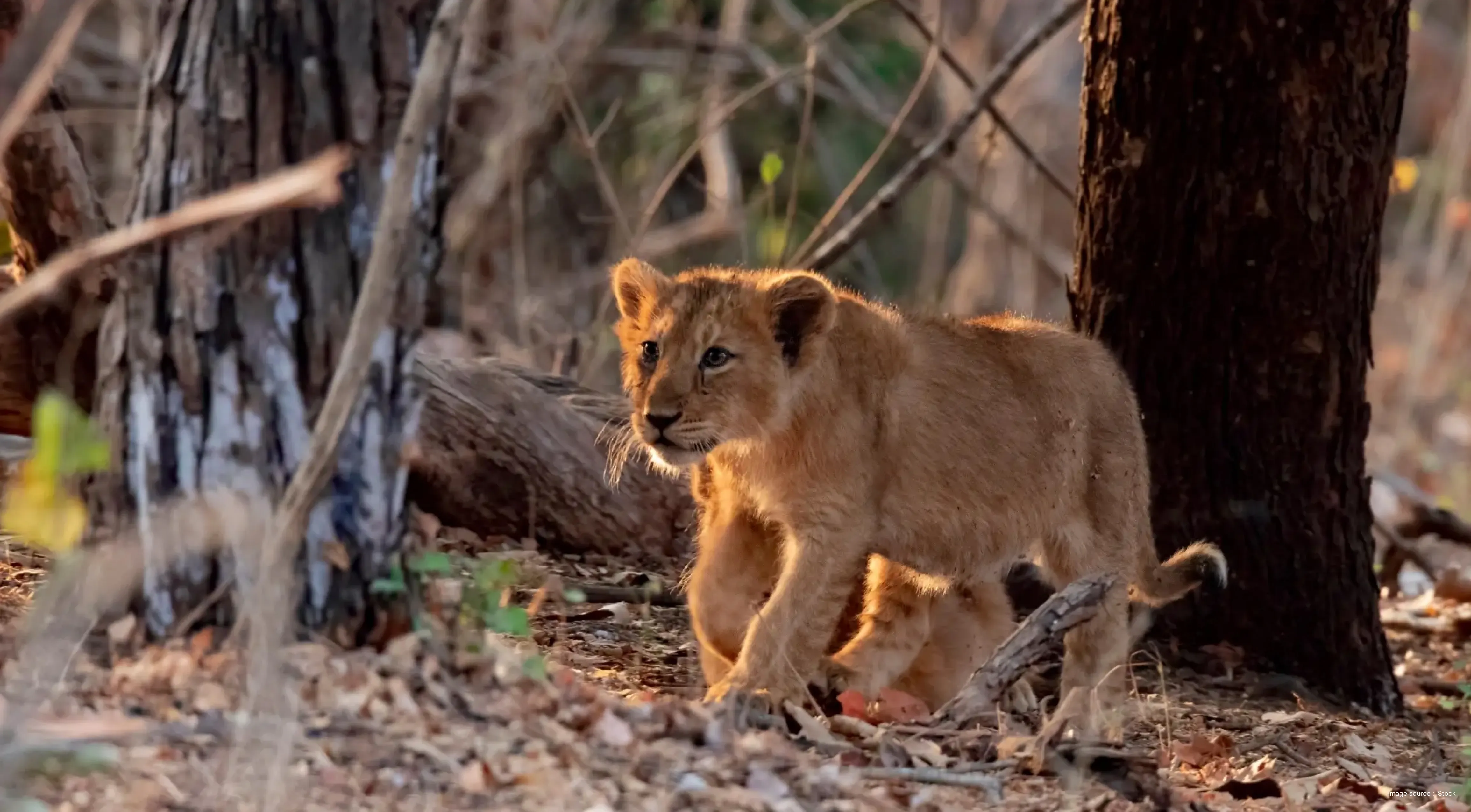 an asiatic lion looks ahead in midst of dry rugged forest