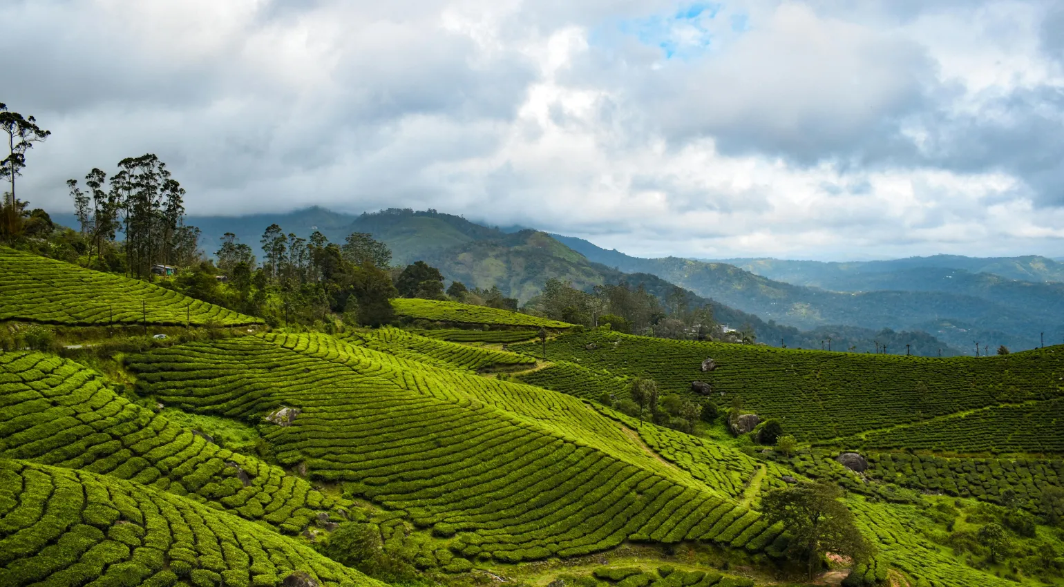 scenic view of tea gardens of munnar