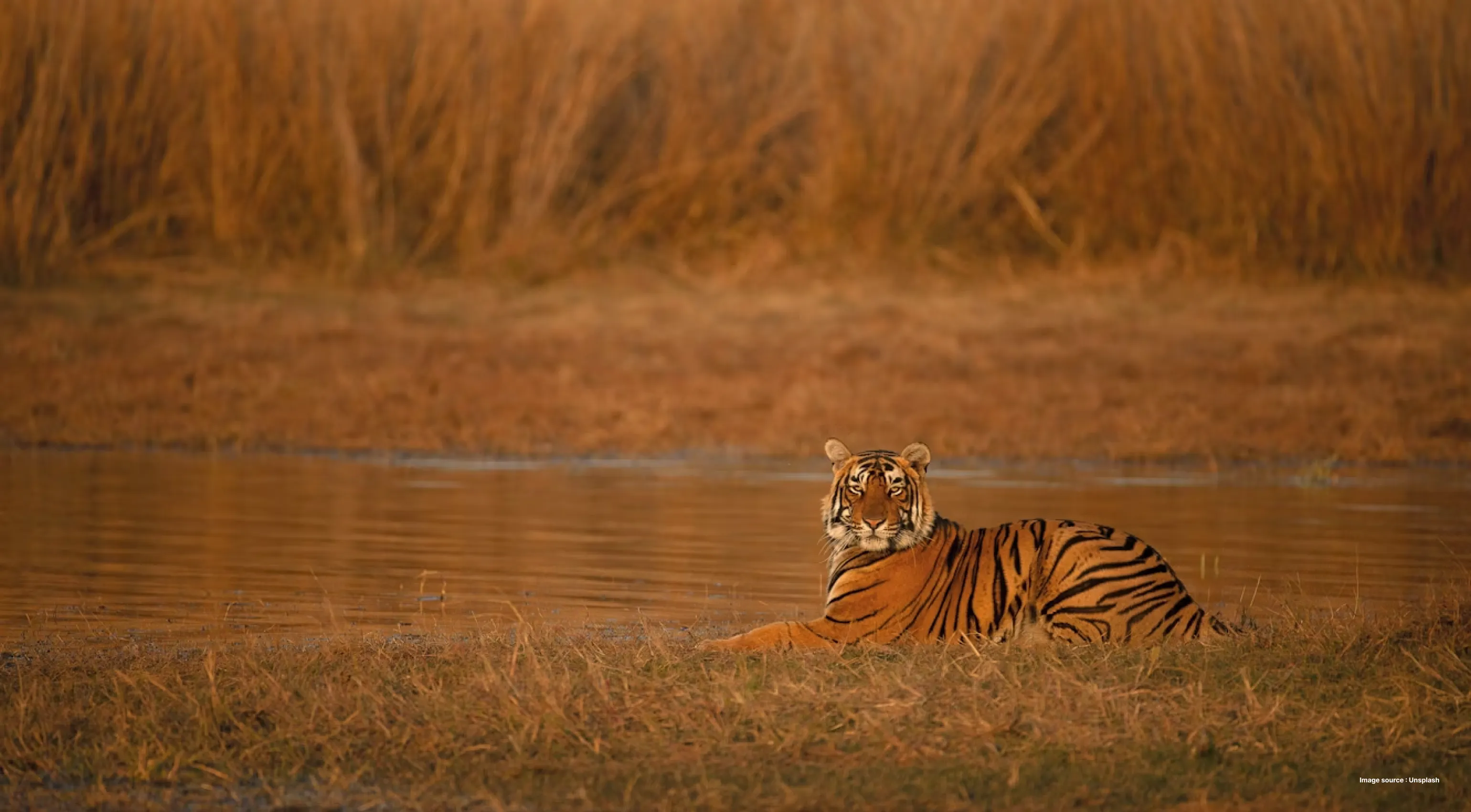 a royal bengal tiger lounging by the river as he turns his head around to face the camera, surrounded by dry golden brown tall grasses