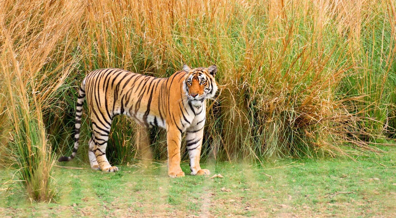 Ranthambore Safari