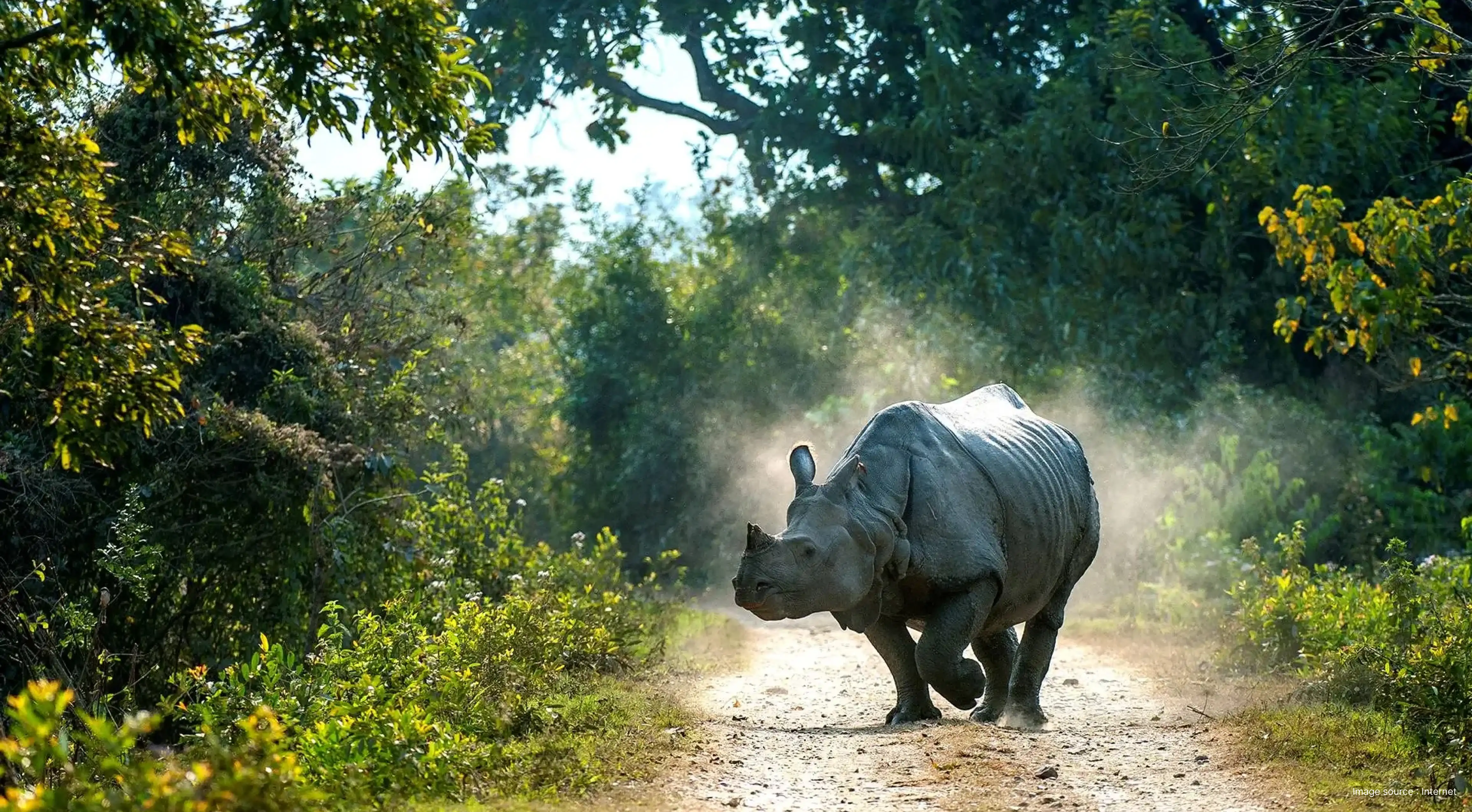 an indian one horned rhino walks through green shrubs during daytime