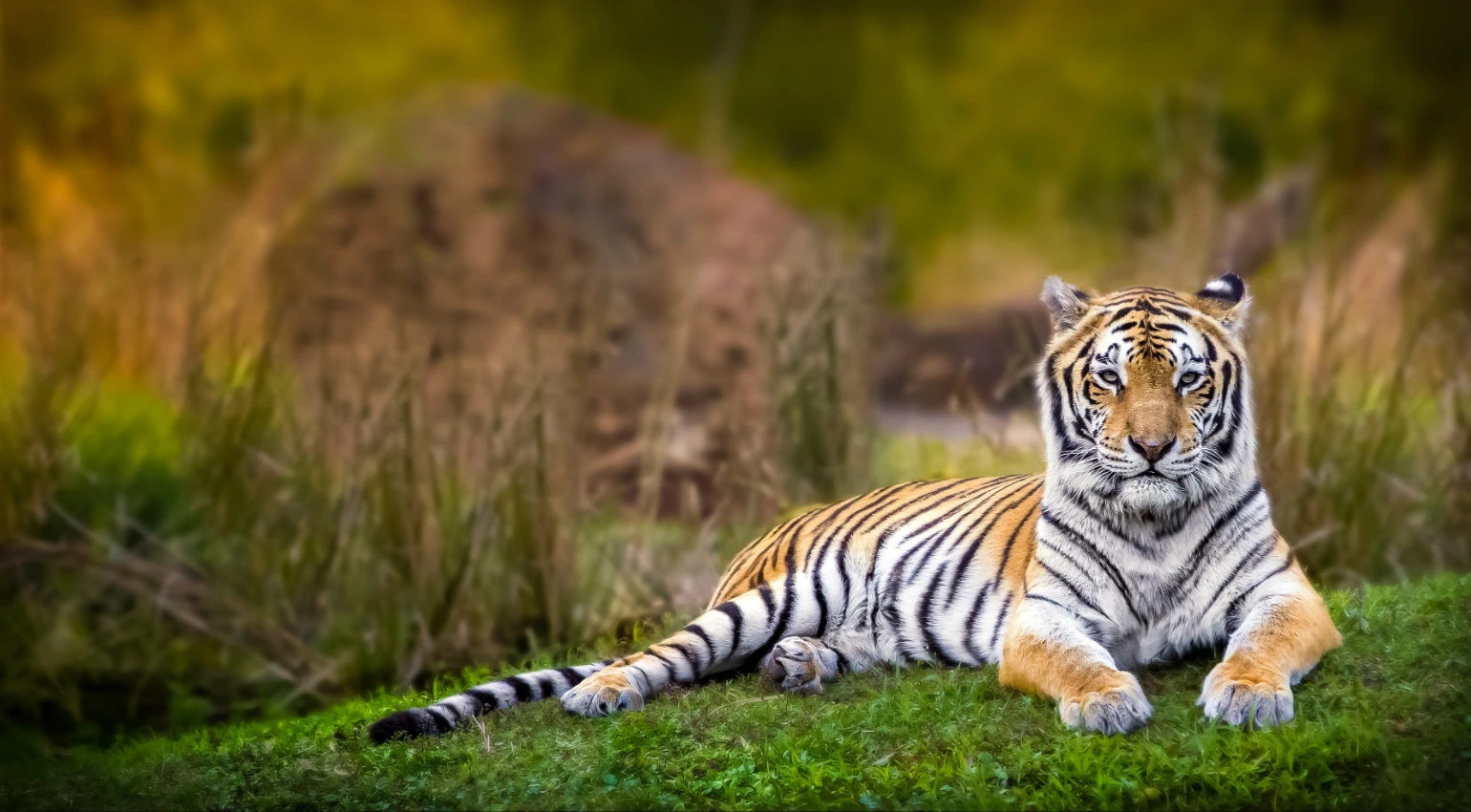 South India Tiger Safari