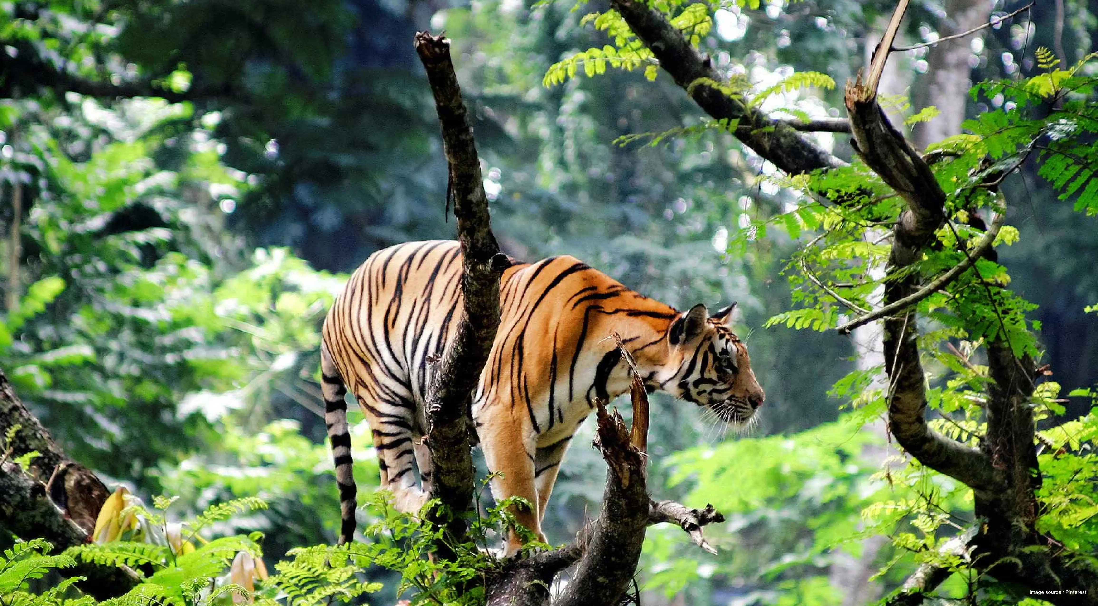 a royal bengal tiger roaming the grounds of the periyar tiger reserve in thekkady
