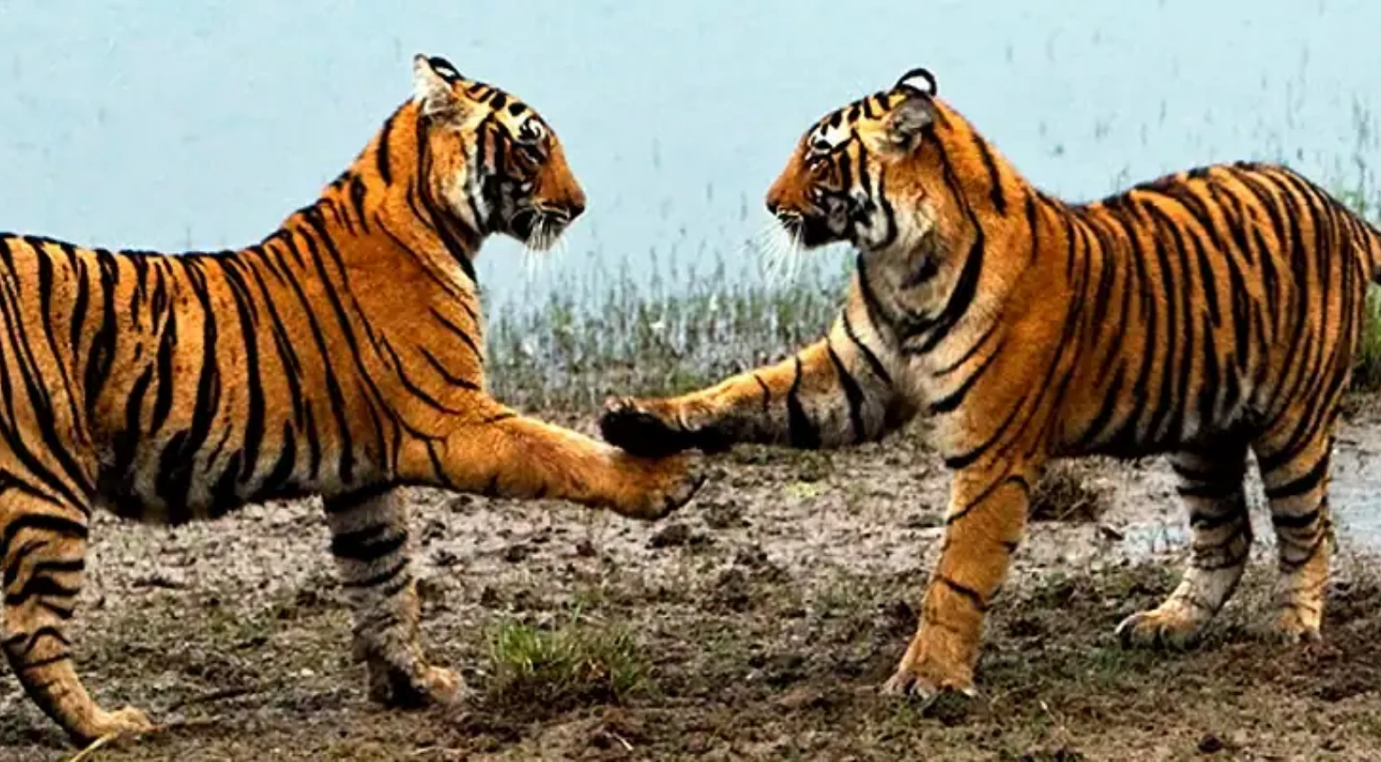 Golden Triangle & Tiger Safari Tour