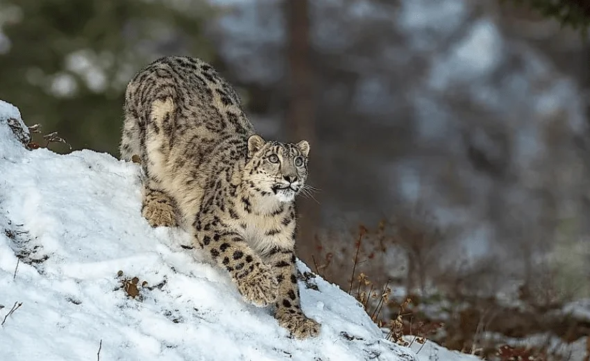 Leopard - himalyas tourism