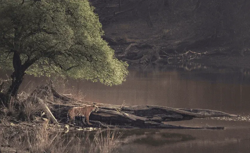 Ranthambore Tiger Safari tour