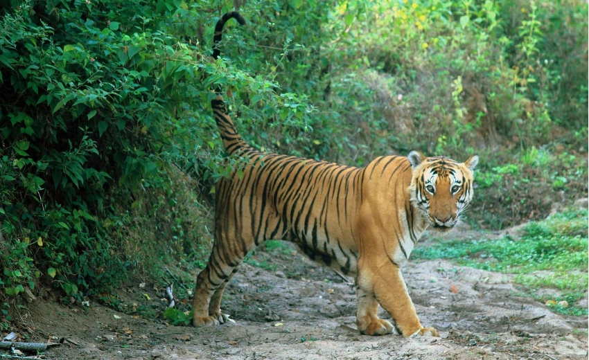 Bandipur South India Tiger Safari