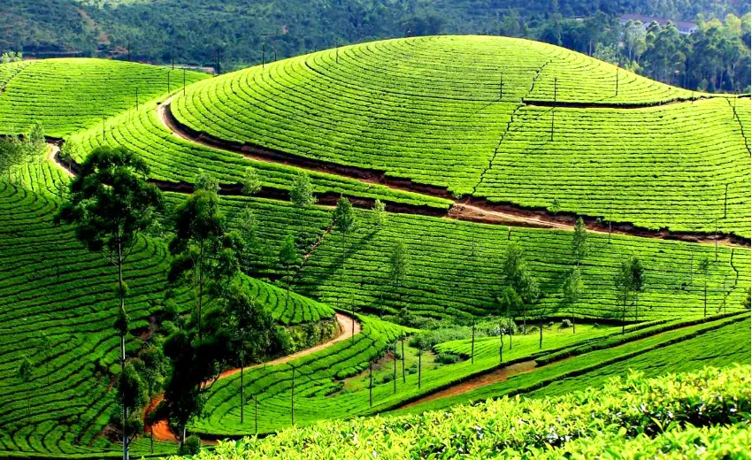 Munnar Pink gems Of South