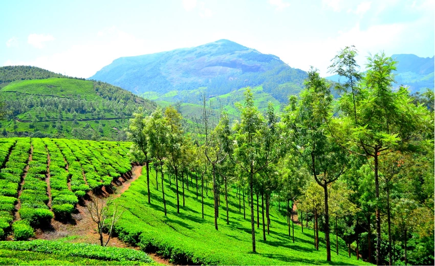Munnar South India Tiger Safari