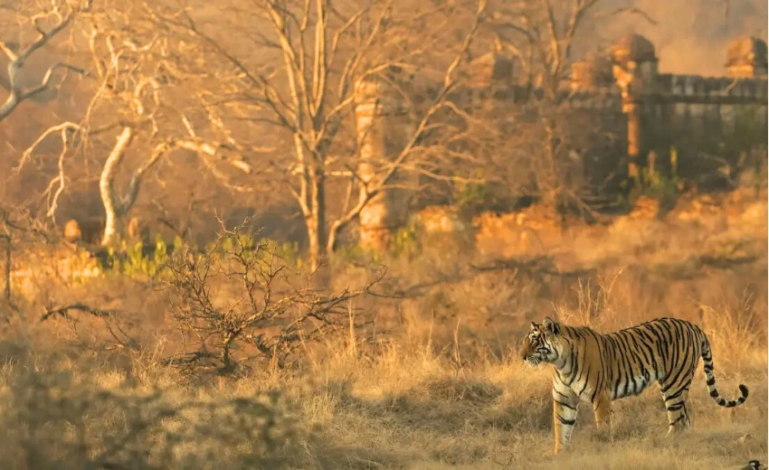 Ranthambore Safari
