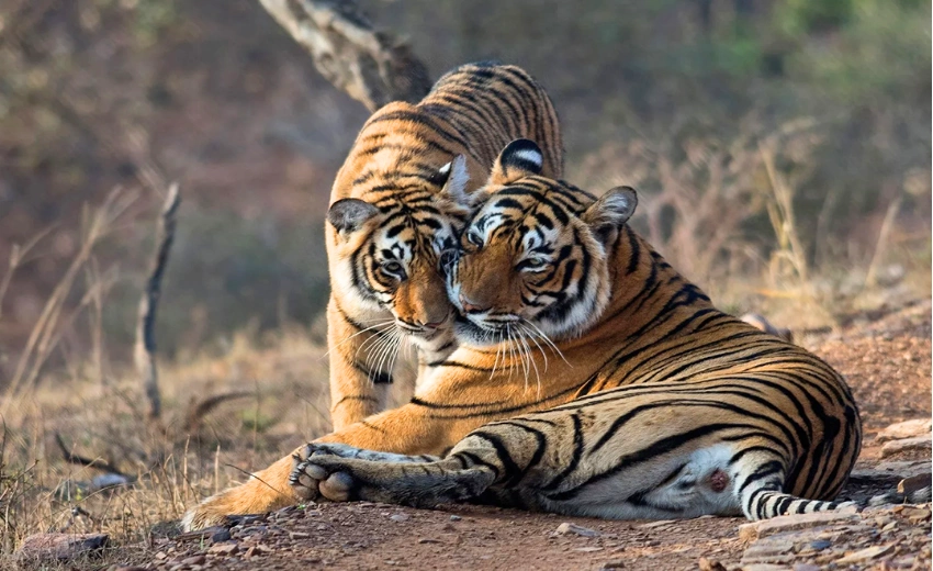 Ranthambore Tiger Safari Golden Triangle