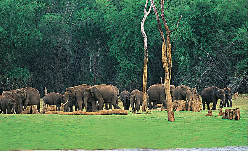 Thekkady Hidden gems